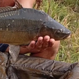 Carp League of the Chernozemye‑2026